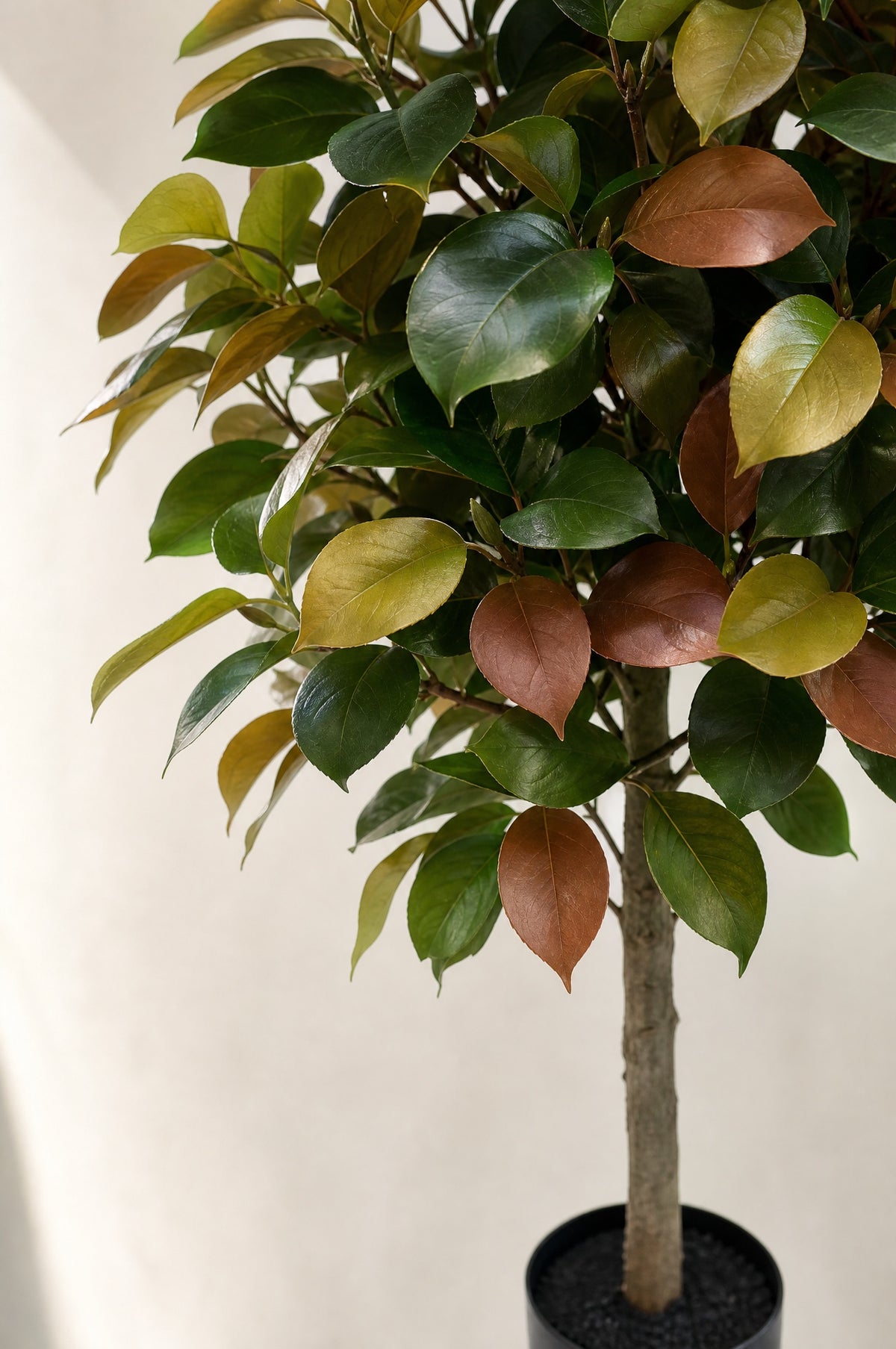 Close-up of the deep green, olive-gold and russet-copper leaves and the bark-finish trunk