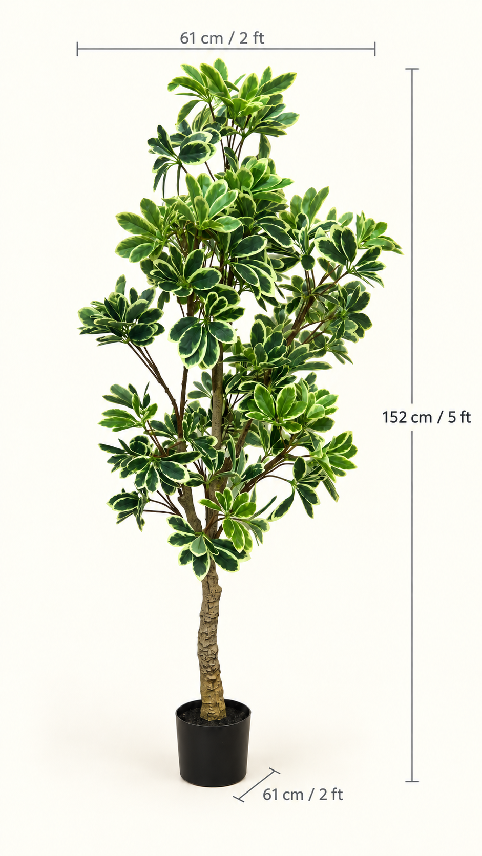 Variegated Schefflera faux tree with size labels: 152 cm / 5 ft tall and 61 cm / 2 ft wide