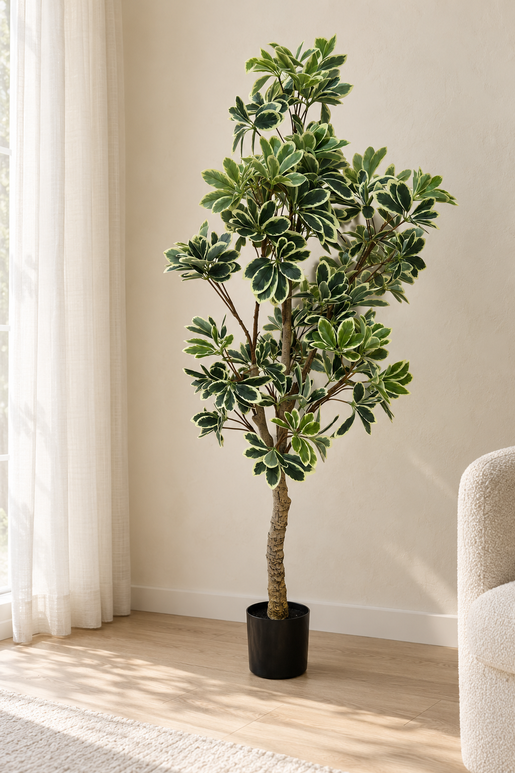 Variegated Schefflera faux tree, about 5 ft tall, in a black nursery pot in a sunlit corner