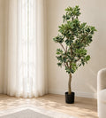 Variegated Schefflera faux tree, about 5 ft tall, in a black nursery pot in a sunlit corner beside sheer linen curtains