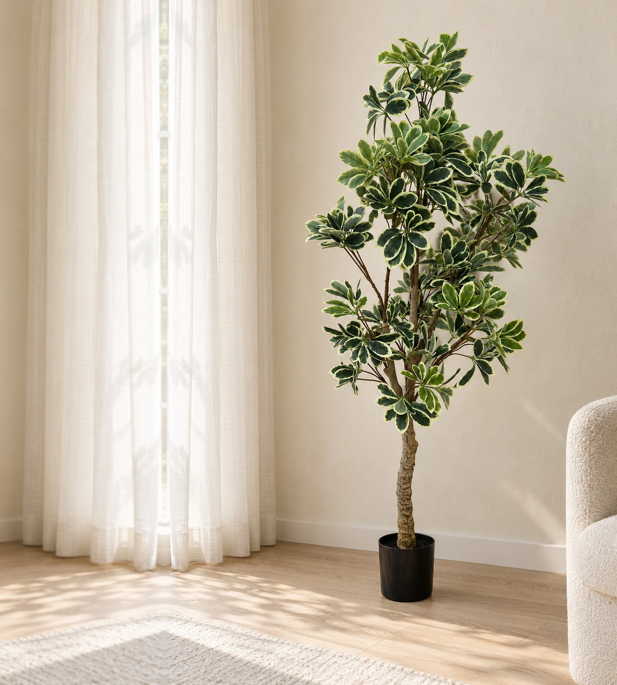 Variegated Schefflera faux tree, about 5 ft tall, in a black nursery pot in a sunlit corner beside sheer linen curtains